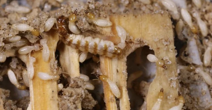 Pentingnya Jasa Anti Rayap untuk Menjaga Ketahanan Rumah